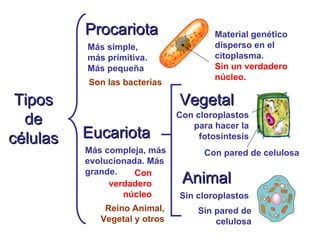 Tipos de células Procariota Eucariota Animal Vegetal Más simple, más primitiva. Más pequeña Más compleja, más evolucionada. Más grande. Material genético disperso en el citoplasma. Sin un verdadero núcleo. Con verdadero núcleo Sin cloroplastos Con cloroplastos para hacer la fotosíntesis Sin pared de celulosa Con pared de celulosa Son las bacterias Reino Animal, Vegetal y otros 