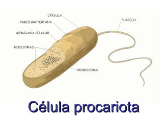 Célula procariota 