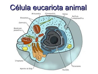 Célula eucariota animal 
