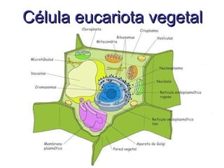 Célula eucariota vegetal 
