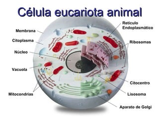 Célula eucariota animal Membrana Citoplasma Núcleo Retículo Endoplasmático Aparato de Golgi Ribosomas Mitocondrias Vacuola Lisosoma Citocentro 