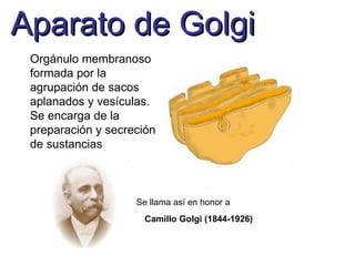 Aparato de Golgi Camillo Golgi (1844-1926)   Orgánulo membranoso formada por la agrupación de sacos aplanados y vesículas. Se encarga de la preparación y secreción de sustancias Se llama así en honor a 