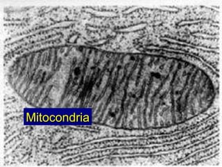 Mitocondria 