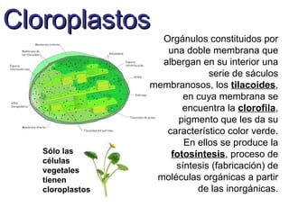 Cloroplastos Orgánulos constituidos por una doble membrana que albergan en su interior una serie de sáculos membranosos, los  tilacoides , en cuya membrana se encuentra la  clorofila , pigmento que les da su característico color verde. En ellos se produce la  fotosíntesis , proceso de síntesis (fabricación) de moléculas orgánicas a partir de las inorgánicas. Sólo las células vegetales tienen cloroplastos 
