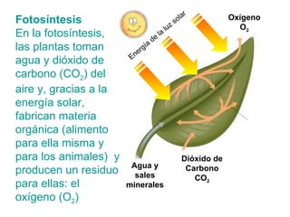 Fotosíntesis En la fotosíntesis, las plantas toman agua y dióxido de carbono (CO 2 ) del aire y, gracias a la energía solar, fabrican materia orgánica (alimento para ella misma y para los animales)  y producen un residuo para ellas: el oxígeno (O 2 ) Oxígeno O 2 Agua y sales minerales Dióxido de Carbono CO 2 Energía de la luz solar 