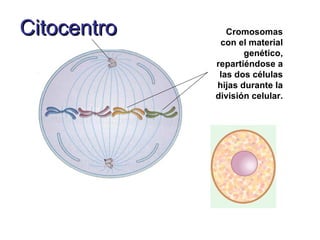 Citocentro Cromosomas con el material genético, repartiéndose a las dos células hijas durante la división celular. 