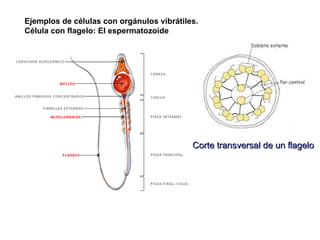 Ejemplos de células con orgánulos vibrátiles. Célula con flagelo: El espermatozoide Corte transversal de un flagelo 