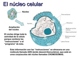 El núcleo celular Núcleo Ampliación del núcleo El núcleo dirige toda la actividad de la célula porque contiene las “instrucciones” o el “programa” de ésta. Esta información con las “instrucciones” se almacena en una molécula llamada ADN (ácido desoxirribonucleico), que está en unos corpúsculos del núcleo llamados CROMOSOMAS. 