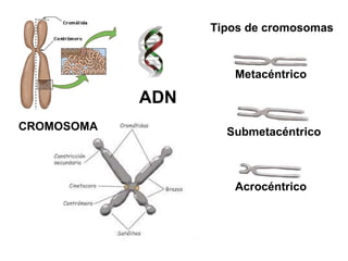 ADN CROMOSOMA Tipos de cromosomas Metacéntrico Submetacéntrico Acrocéntrico 