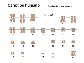 Cariotipo humano Parejas de cromosomas 