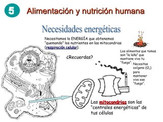 Necesidades energéticas Necesitamos la ENERGÍA que obtenemos “quemando” los nutrientes en las mitocondrias ( respiración celular ). ¿Recuerdas?  Las  mitocondrias  son las “centrales energéticas” de tus células Los alimentos que tomas son “la leña” que mantiene vivo tu “fuego”. Necesitas oxígeno (O 2 ) para mantener vivo ese “fuego”. Alimentación y nutrición humana 5 