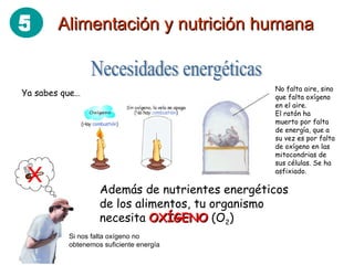 Necesidades energéticas Ya sabes que… Además de nutrientes energéticos de los alimentos, tu organismo necesita  OXÍGENO  (O 2 ) No falta aire, sino que falta oxígeno en el aire. El ratón ha muerto por falta de energía, que a su vez es por falta de oxígeno en las mitocondrias de sus células. Se ha asfixiado. Si nos falta oxígeno no obtenemos suficiente energía Alimentación y nutrición humana 5 