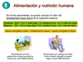 De forma aproximada, se puede calcular el valor del  metabolismo basal diario  de la siguiente manera: Hombres:  66,5 + 13,7 x masa (kg) + 5 x estatura (cm) – 6,7 x años de edad Mujeres:  55 +  9,5 x masa (kg) + 4,8 x estatura (cm) – 4,7 x aós de edad Gasto energético total = metabolismo basal + gasto energético diario En personas con vida sedentaria el gasto energético total es de unas 2500 kcal/día En personas con intensa actividad física el gasto energético puede llegar a unas 4500 kcal/día Alimentación y nutrición humana 5 
