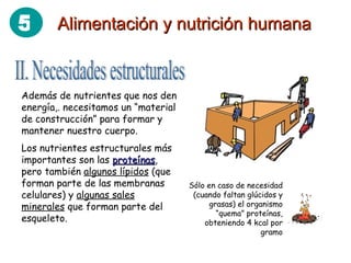 II. Necesidades estructurales Además de nutrientes que nos den energía,. necesitamos un “material de construcción” para formar y mantener nuestro cuerpo. Los nutrientes estructurales más importantes son las  proteínas , pero también  algunos lípidos  (que forman parte de las membranas celulares) y  algunas sales minerales  que forman parte del esqueleto. Sólo en caso de necesidad (cuando faltan glúcidos y grasas) el organismo “quema” proteínas, obteniendo 4 kcal por gramo Alimentación y nutrición humana 5 