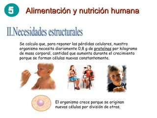II.Necesidades estructurales Se calcula que, para reponer las pérdidas celulares, nuestro organismo necesita diariamente 0,8 g de  proteínas  por kilogramo de masa corporal, cantidad que aumenta durante el crecimiento porque se forman células nuevas constantemente. El organismo crece porque se originan nuevas células por división de otras. Alimentación y nutrición humana 5 