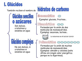 I. Glúcidos También reciben el nombre de hidratos de carbono Glúcidos sencillos o azúcares Glúcidos complejos Son dulces, cristalinos y solubles en agua Monosacáridos Disacáridos Ejemplos: glucosa, fructosa… Formados por la unión de dos moléculas de monosacáridos. Ejemplos: sacarosa, lactosa… No son dulces, ni cristalinos ni solubles en agua Polisacáridos Formados por la unión de muchas moléculas de monosacáridos. Ejemplos: almidón y celulosa (este último sin ningún valor energético porque no lo digerimos). La sacarosa es el azúcar común 