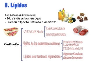 II. Lípidos Son sustancias diversas que: - No se disuelven en agua - Tienen aspecto untuoso o aceitoso Grasas Lípidos de las membranas celulares Lípidos con funciones reguladoras Saturadas Insaturadas Fosfolípidos Lecitina Colesterol Algunas vitaminas Algunas hormonas Clasificación 