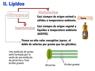 II. Lípidos Grasas Saturadas Insaturadas Casi siempre de origen animal y sólidas a temperatura ambiente. Casi siempre de origen vegetal y liquidas a temperatura ambiente (ACEITES) Tienen un alto valor energético (aprox. el doble de calorías por gramo que los glúcidos). Una molécula de grasa está formada por la unión de una molécula de glicerina y tres ácidos grasos. Glicerina Ácidos grasos Tocino 
