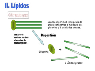 II. Lípidos Grasas Glicerina 3 Ácidos grasos Digestión Cuando digerimos 1 molécula de grasa obtenemos 1 molécula de glicerina y 3 de ácidos grasos. + Las grasas también reciben el nombre de TRIGLICÉRIDOS 