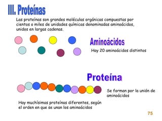 III. Proteínas Las proteínas son grandes moléculas orgánicas compuestas por cientos o miles de unidades químicas denominadas aminoácidos, unidos en largas cadenas. Aminoácidos Proteína Hay 20 aminoácidos distintos Se forman por la unión de aminoácidos Hay muchísimas proteínas diferentes, según el orden en que se unan los aminoácidos 75 