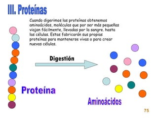 III. Proteínas Cuando digerimos las proteínas obtenemos aminoácidos, moléculas que por ser más pequeñas viajan fácilmente, llevadas por la sangre. hasta las células. Estas fabricarán sus propias proteínas para mantenerse vivas o para crear nuevas células. Aminoácidos Proteína 75 Digestión 