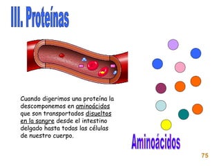 III. Proteínas Aminoácidos 75 Cuando digerimos una proteína la descomponemos en  aminoácidos  que son transportados  disueltos en la sangre  desde el intestino delgado hasta todas las células de nuestro cuerpo. 
