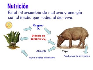 Es el intercambio de materia y energía con el medio que rodea al ser vivo. Tapir Oxígeno O 2 Dióxido de carbono CO 2 Nutrición Agua y sales minerales Alimento Productos de excreción 