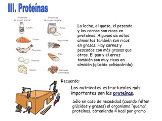 Recuerda: Los nutrientes estructurales más importantes son las  proteínas ,  La leche, el queso, el pescado y las carnes son ricos en proteínas. Algunos de estos alimentos también son ricos en grasas. Hay carnes y pescados con más grasas que otros. El pan y el arroz también son muy ricos en almidón (glúcido polisacárido). Sólo en caso de necesidad (cuando faltan glúcidos y grasas) el organismo “quema” proteínas, obteniendo 4 kcal por gramo III. Proteínas 