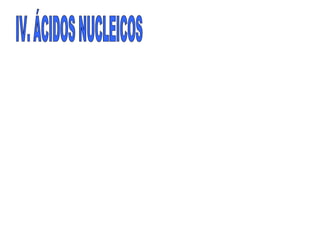 IV. ÁCIDOS NUCLEICOS 