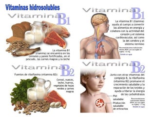 Vitaminas hidrosolubles 