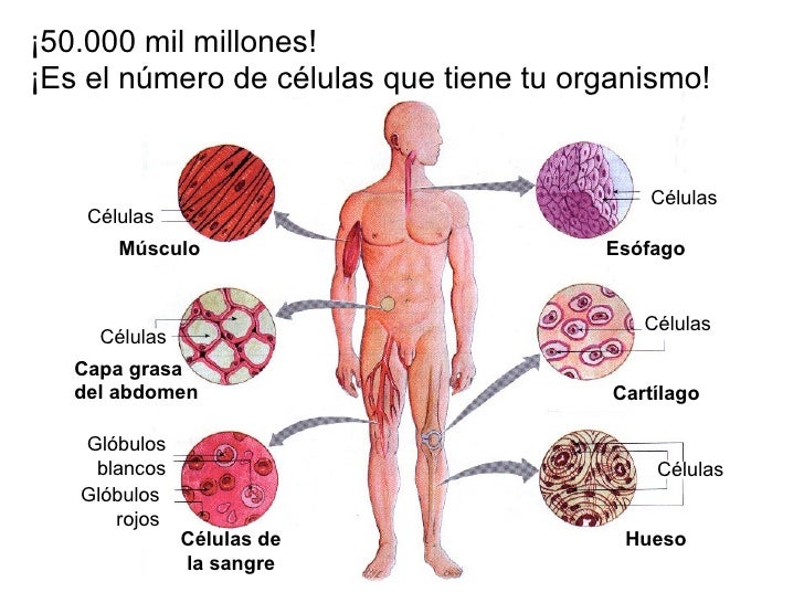 Tema 1 Alimentación y Nutrición