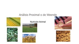 Análisis Proximal o de Weende
Nutrición Animal
 