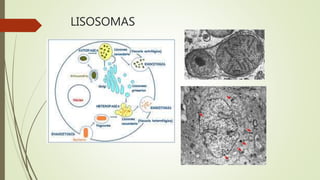 LISOSOMAS
 