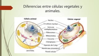 Diferencias entre células vegetales y
animales.
 