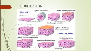 TEJIDO EPITELIAL
 
