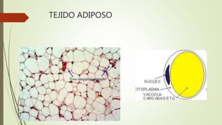 TEJIDO ADIPOSO
 