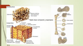 Tejido óseo compacto y esponjoso
 