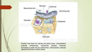 Existen tres tipos de células del tejido óseo: osteoblastos
(células inmaduras); osteocitos (células maduras
formadas a partir de las anteriores); osteoclastos (células
destructoras de la matriz ósea).
 