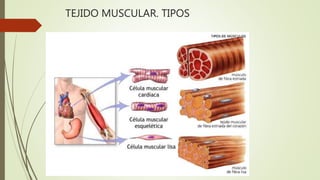 TEJIDO MUSCULAR. TIPOS
 