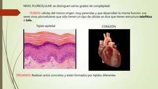 NIVEL PLURICELULAR: se distinguen varios grados de complejidad:
TEJIDOS: células del mismo origen, muy parecidas y que desarrollan la misma función. Los
seres vivos pluricelulares que sólo tienen un tipo de células se dice que tienen estructura talofítica
o talo.
Tejido epitelial
ÓRGANOS: Realizan actos concretos y están formados por tejidos diferentes
CORAZÓN
 