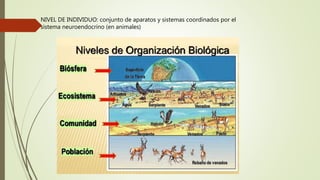 NIVEL DE INDIVIDUO: conjunto de aparatos y sistemas coordinados por el
sistema neuroendocrino (en animales)
 