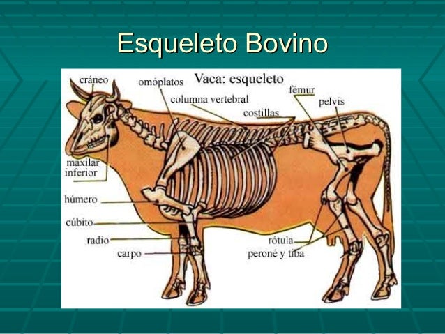 Esqueleto De Vaca Y Sus Partes