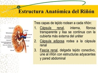 Anatomía del Sistema Genito Urinario y Fisiología | PPT