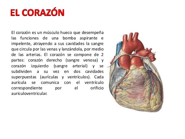 Anatomía y Fisiología del Corazón