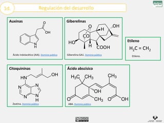 Regulación del desarrollo
1d.
Ácido indolacético (AIA). Dominio público Giberelina GA1. Dominio público
Zeatina. Dominio público ABA. Dominio público
H2C = CH2
Etileno.
Auxinas Giberelinas
Citoquininas Ácido abscísico
Etileno
 