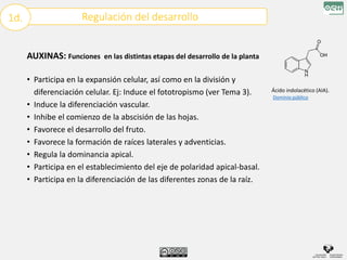 Regulación del desarrollo
1d.
AUXINAS: Funciones en las distintas etapas del desarrollo de la planta
• Participa en la expansión celular, así como en la división y
diferenciación celular. Ej: Induce el fototropismo (ver Tema 3).
• Induce la diferenciación vascular.
• Inhibe el comienzo de la abscisión de las hojas.
• Favorece el desarrollo del fruto.
• Favorece la formación de raíces laterales y adventicias.
• Regula la dominancia apical.
• Participa en el establecimiento del eje de polaridad apical-basal.
• Participa en la diferenciación de las diferentes zonas de la raíz.
Ácido indolacético (AIA).
Dominio público
 