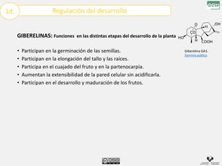 Regulación del desarrollo
1d.
GIBERELINAS: Funciones en las distintas etapas del desarrollo de la planta
• Participan en la germinación de las semillas.
• Participan en la elongación del tallo y las raíces.
• Participa en el cuajado del fruto y en la partenocarpia.
• Aumentan la extensibilidad de la pared celular sin acidificarla.
• Participan en el desarrollo y maduración de los frutos.
Giberelina GA1.
Dominio público
 