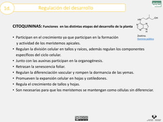 Regulación del desarrollo
1d.
CITOQUININAS: Funciones en las distintas etapas del desarrollo de la planta
• Participan en el crecimiento ya que participan en la formación
y actividad de los meristemos apicales.
• Regulan la división celular en tallos y raíces, además regulan los componentes
específicos del ciclo celular.
• Junto con las auxinas participan en la organogénesis.
• Retrasan la senescencia foliar.
• Regulan la diferenciación vascular y rompen la dormancia de las yemas.
• Promueven la expansión celular en hojas y cotiledones.
• Regula el crecimiento de tallos y hojas.
• Son necesarias para que los meristemos se mantengan como células sin diferenciar.
Zeatina.
Dominio público
 