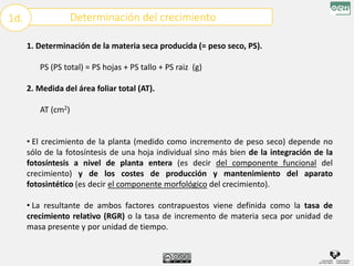 1. Determinación de la materia seca producida (= peso seco, PS).
PS (PS total) = PS hojas + PS tallo + PS raiz (g)
2. Medida del área foliar total (AT).
AT (cm2)
• El crecimiento de la planta (medido como incremento de peso seco) depende no
sólo de la fotosíntesis de una hoja individual sino más bien de la integración de la
fotosíntesis a nivel de planta entera (es decir del componente funcional del
crecimiento) y de los costes de producción y mantenimiento del aparato
fotosintético (es decir el componente morfológico del crecimiento).
• La resultante de ambos factores contrapuestos viene definida como la tasa de
crecimiento relativo (RGR) o la tasa de incremento de materia seca por unidad de
masa presente y por unidad de tiempo.
Determinación del crecimiento
1d.
 