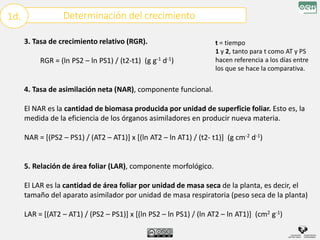 3. Tasa de crecimiento relativo (RGR).
RGR = (ln PS2 – ln PS1) / (t2-t1) (g g-1 d-1)
4. Tasa de asimilación neta (NAR), componente funcional.
El NAR es la cantidad de biomasa producida por unidad de superficie foliar. Esto es, la
medida de la eficiencia de los órganos asimiladores en producir nueva materia.
NAR = [(PS2 – PS1) / (AT2 – AT1)] x [(ln AT2 – ln AT1) / (t2- t1)] (g cm-2 d-1)
5. Relación de área foliar (LAR), componente morfológico.
El LAR es la cantidad de área foliar por unidad de masa seca de la planta, es decir, el
tamaño del aparato asimilador por unidad de masa respiratoria (peso seca de la planta)
LAR = [(AT2 – AT1) / (PS2 – PS1)] x [(ln PS2 – ln PS1) / (ln AT2 – ln AT1)] (cm2 g-1)
Determinación del crecimiento
1d.
t = tiempo
1 y 2, tanto para t como AT y PS
hacen referencia a los días entre
los que se hace la comparativa.
 
